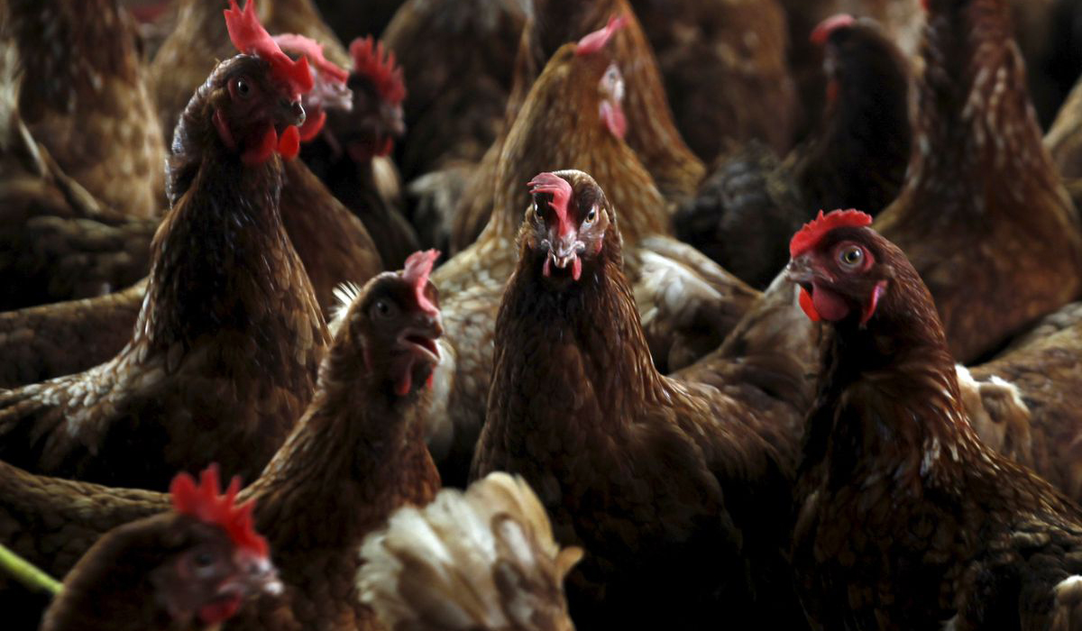 Ivory coast confirms H5N1 avian flu outbreak